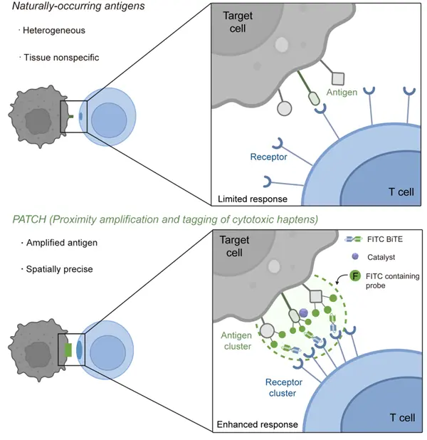 中科院开发出&ldquo;纳米机器人&rdquo;：给癌细胞贴通缉令 精准打击