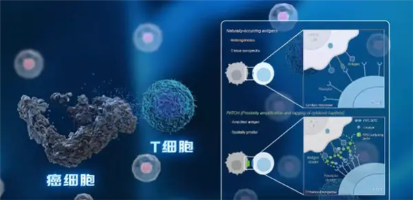 中科院开发出&ldquo;纳米机器人&rdquo;：给癌细胞贴通缉令 精准打击